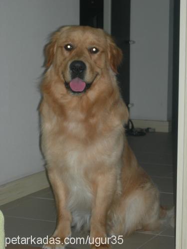 aslan Erkek Golden Retriever