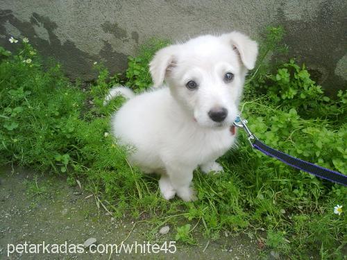 white Erkek Cairn Terrier
