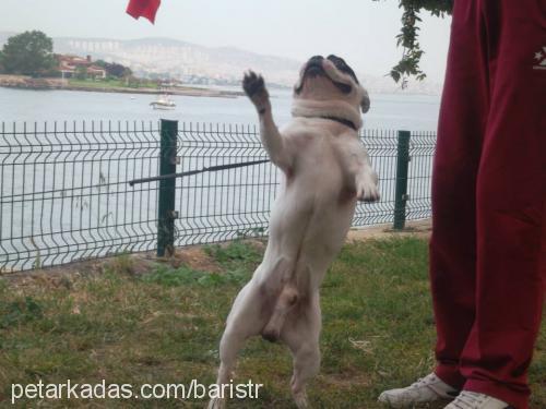 buddy Erkek Fransız Bulldog