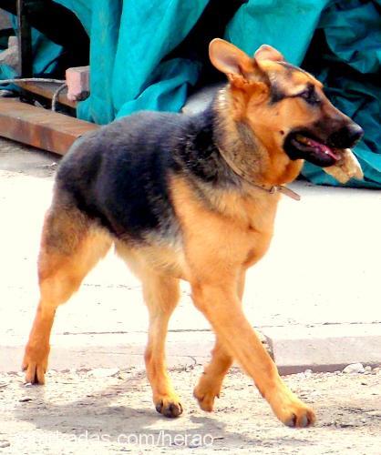 hera Dişi Alman Çoban Köpeği