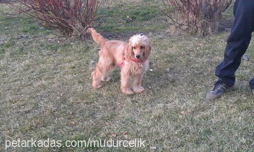 müdür Erkek Amerikan Cocker Spaniel