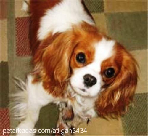 rodİ Erkek King Charles Spaniel