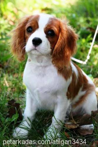 rodİ Erkek King Charles Spaniel