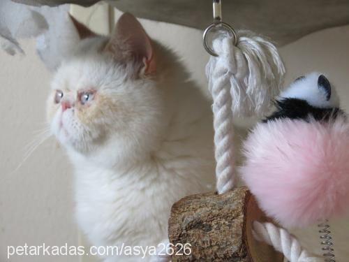 Şurup Dişi Exotic Shorthair