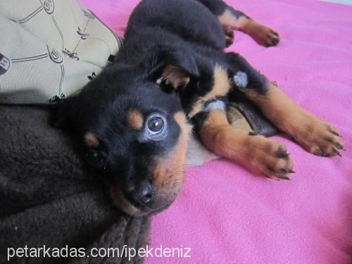 aşil Dişi Rottweiler