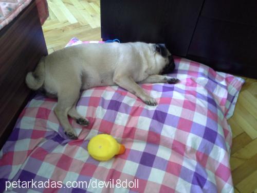 hachiko Dişi Pug