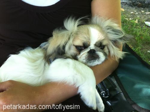 tofi Erkek Pekingese