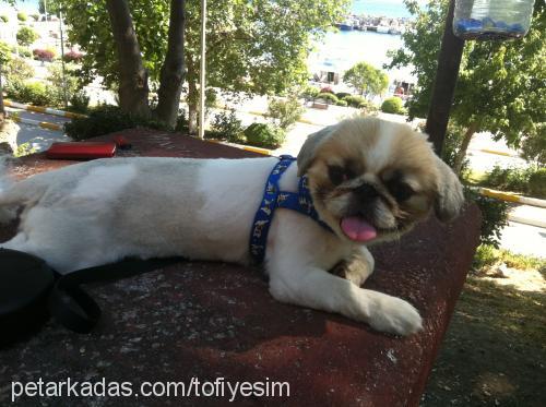 tofi Erkek Pekingese