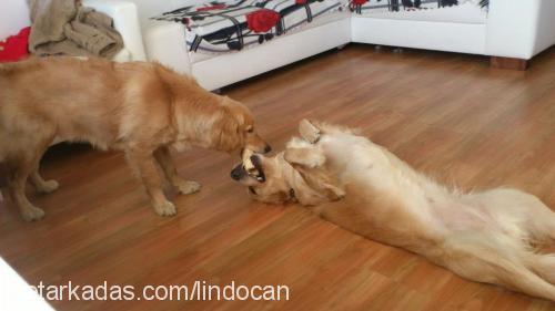 lİnda Dişi Golden Retriever