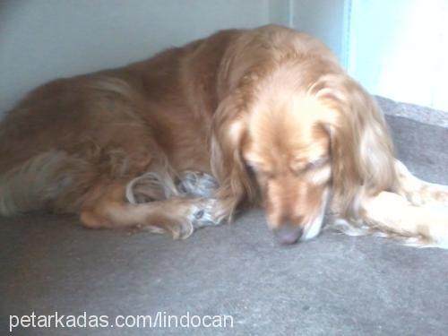 lİnda Dişi Golden Retriever