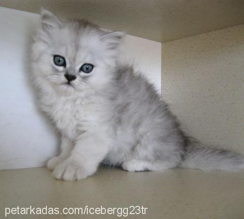 gumus Dişi Burmilla (Silver Burmese)