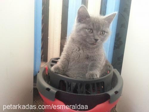 maya Dişi British Shorthair