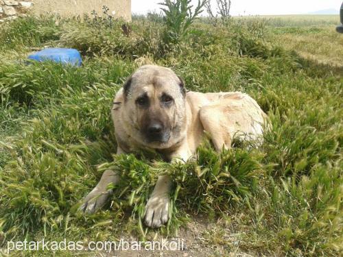 karabas Erkek Kangal