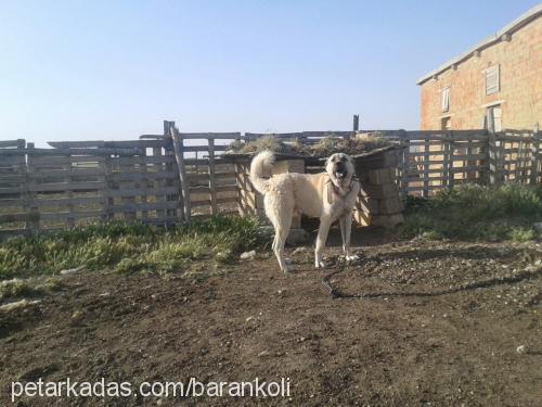 akkuş Erkek Kangal