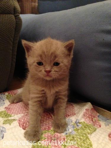 britishshorthai Erkek British Shorthair