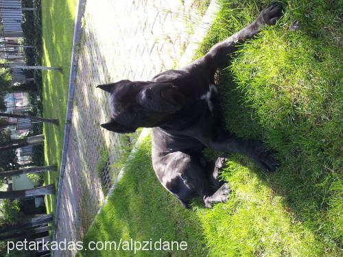 zidane Erkek Cane Corso Italiano