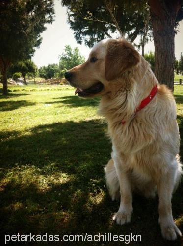 achilles Erkek Golden Retriever