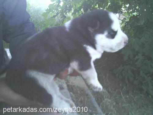 zeyna Dişi Sibirya Kurdu (Husky)