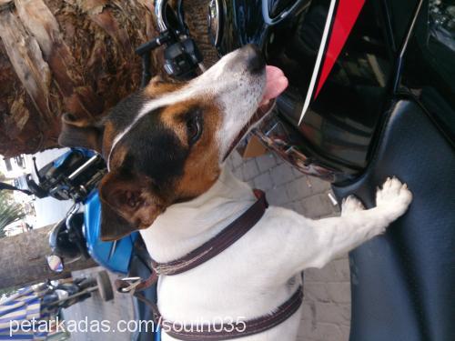 Çavuş Erkek Jack Russell Terrier