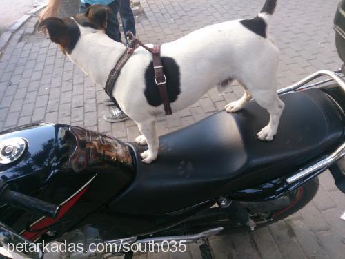 Çavuş Erkek Jack Russell Terrier
