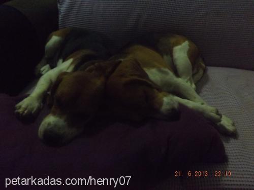 henry Erkek Beagle