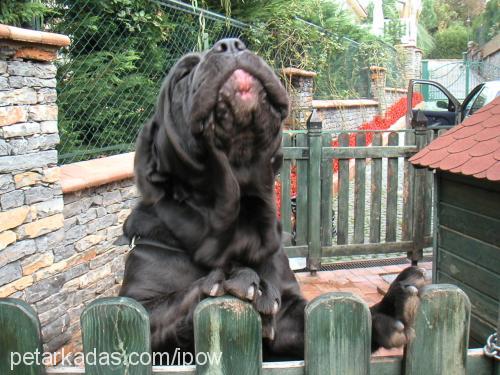 gaston Erkek Napoliten Mastiff