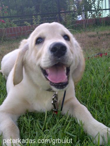 bulut Erkek Golden Retriever