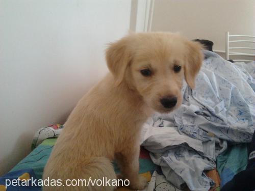 köpükk Dişi Golden Retriever