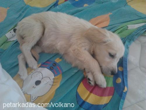 köpükk Dişi Golden Retriever