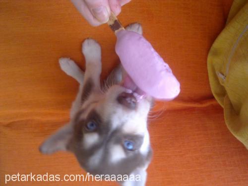 hera Dişi Sibirya Kurdu (Husky)