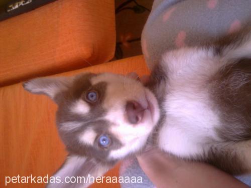 hera Dişi Sibirya Kurdu (Husky)