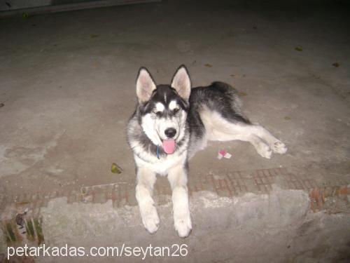 rex Erkek Alaskan Malamute