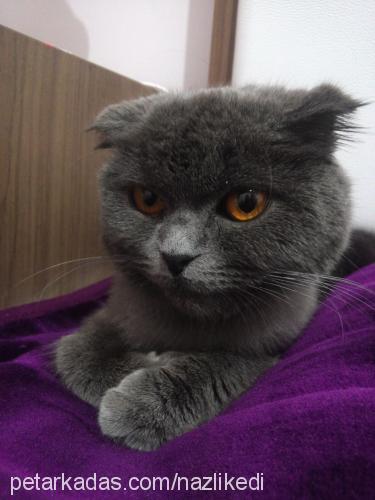 nazlı Dişi Scottish Fold