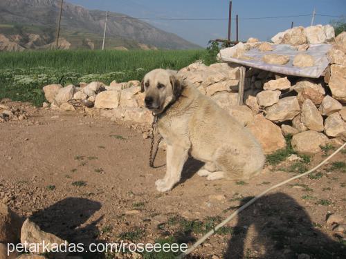 kocaoğlan Erkek Akbaş