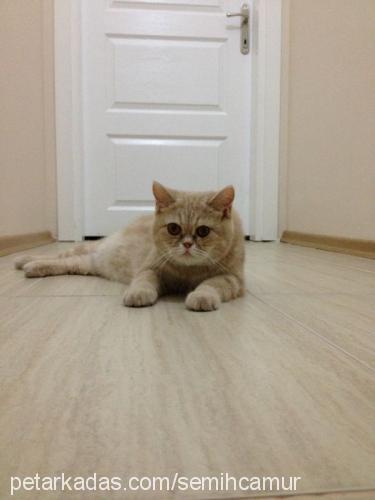 balkız Dişi British Shorthair