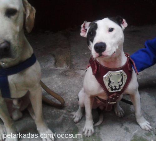 efes Dişi Amerikan Pitbull Terrier