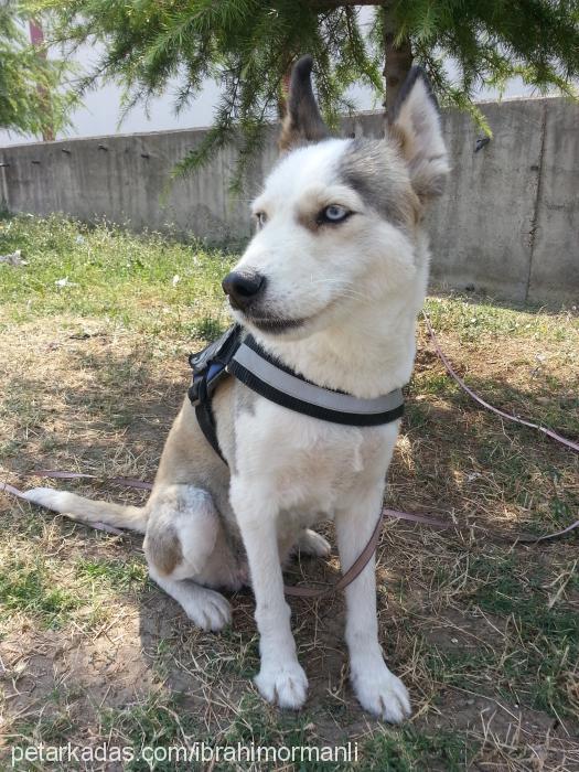 nİna Dişi Alaskan Malamute