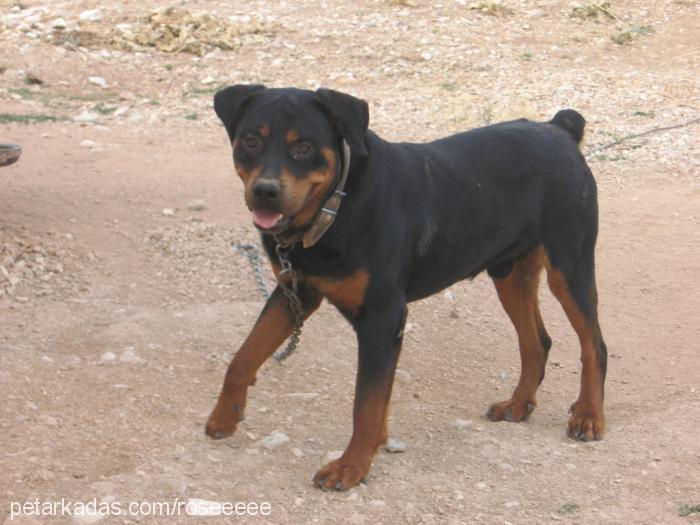 odin Erkek Rottweiler