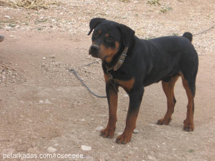 odin Erkek Rottweiler