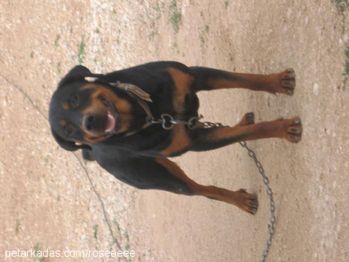 odin Erkek Rottweiler