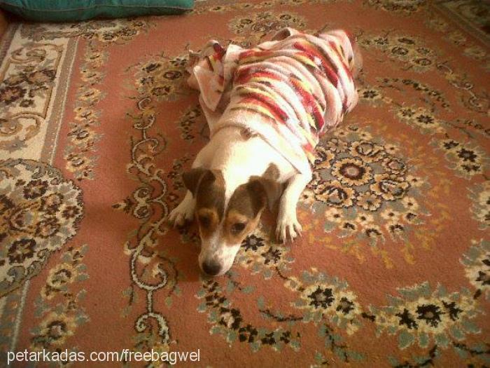 daisy Dişi Jack Russell Terrier