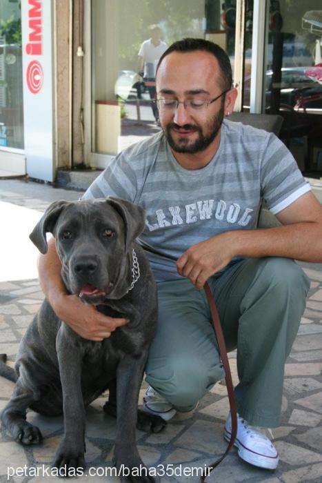 zeyna Dişi Cane Corso Italiano