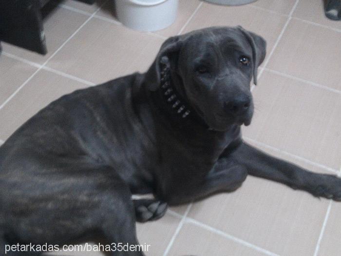 zeyna Dişi Cane Corso Italiano