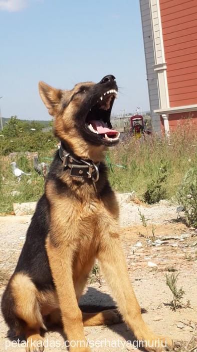 lodoss Dişi Alman Çoban Köpeği