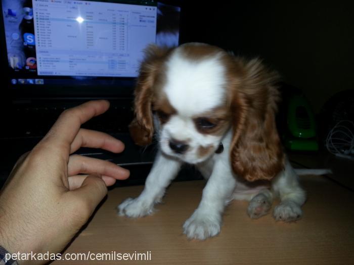 daisy Dişi Cavalier King Charles Spanieli