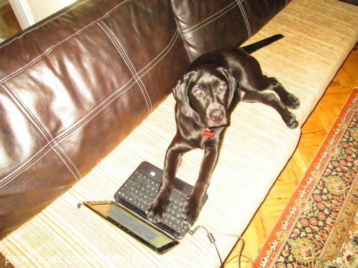 Şans Erkek Labrador Retriever