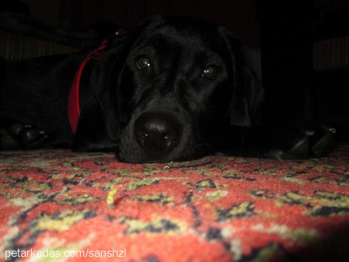 Şans Erkek Labrador Retriever