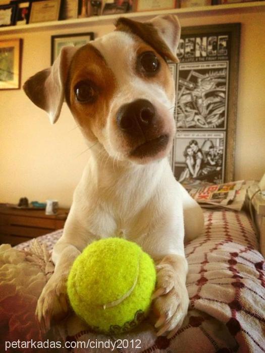 cindy Dişi Jack Russell Terrier