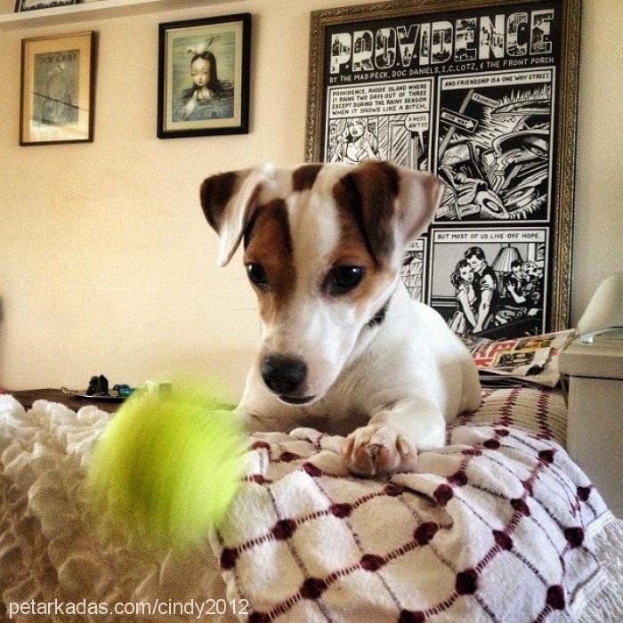 cindy Dişi Jack Russell Terrier