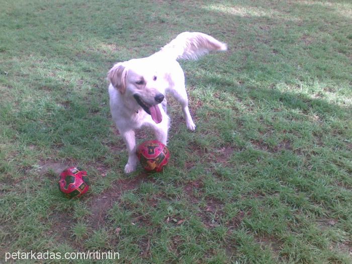 ÜzÜm Dişi Golden Retriever